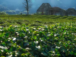 Damu Mountain Tea Garden scenic spot