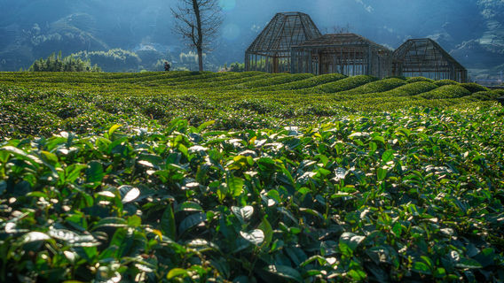 Damushan Tea Garden