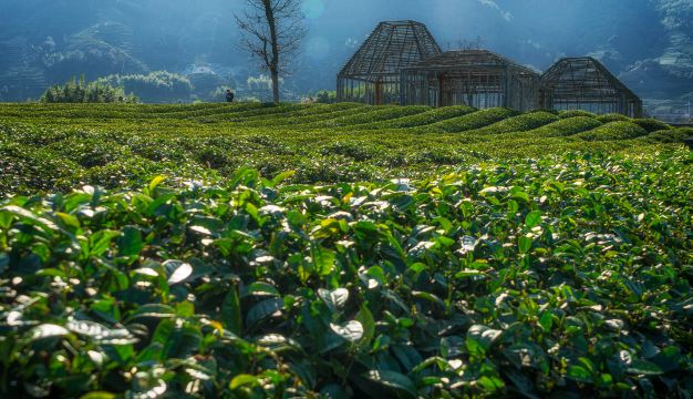 Damushan Tea Garden