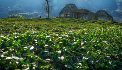Damushan Tea Garden