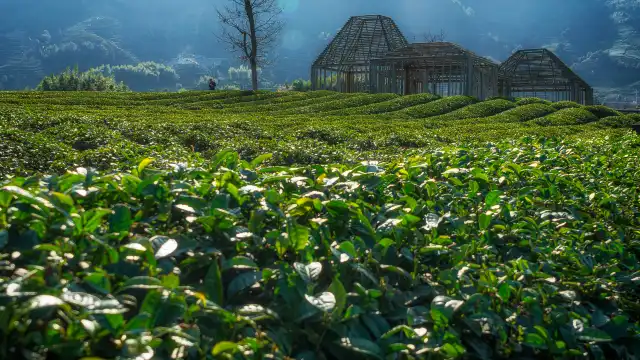 Damu Mountain Tea Garden scenic spot