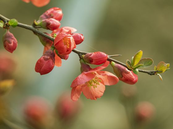 盤古村自然公園