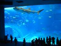 沖縄県　美ら海水族館