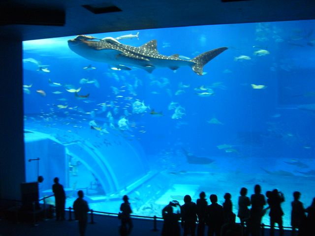 沖縄県　美ら海水族館