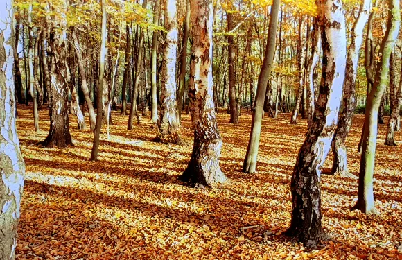 薩頓科爾德菲爾德