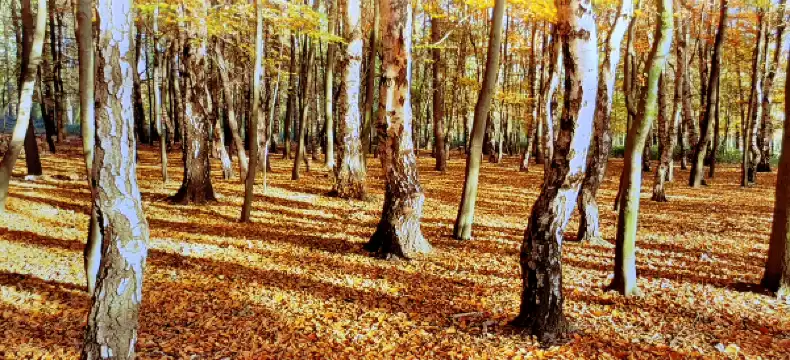 Hotels in Sutton Coldfield