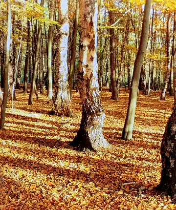 Hotels near Little Bracebridge Pool