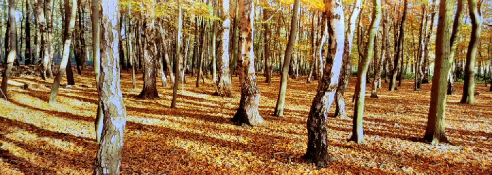 Hotels in Sutton Coldfield