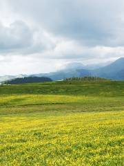 Aktas Grassland