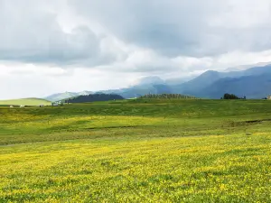 Aktas Grassland