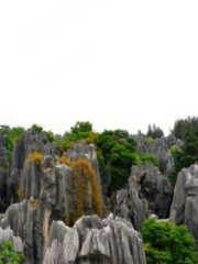 Strange Stone Forest