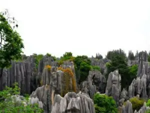 Strange Stone Forest