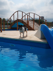 Trust resort canino