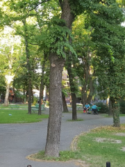 Park Ferenca Rajhla