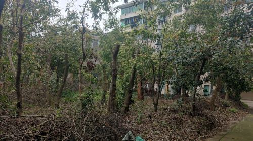 State-owned Taoyuan County Nursery in Hunan Province