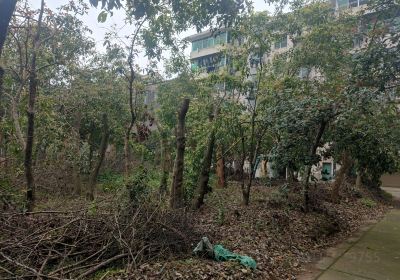 State-owned Taoyuan County Nursery in Hunan Province