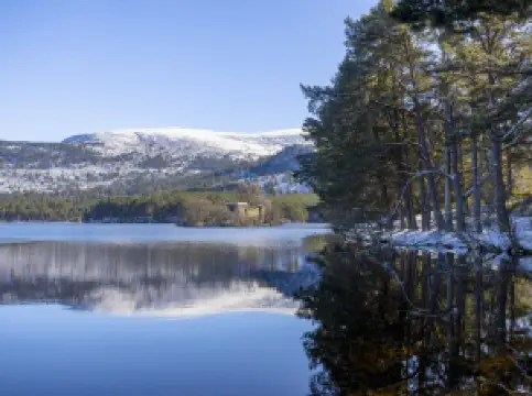 ロザーマーチャス
