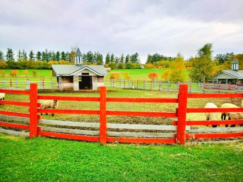 Farms Chiyoda
