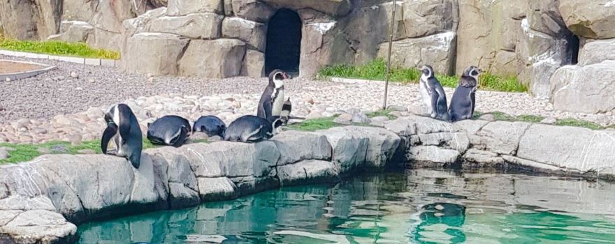 Exploris Aquarium