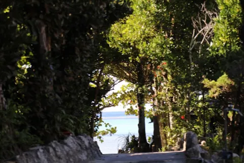 Bise-Fukugi Tree Road