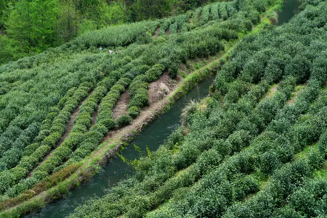 Tea Picking in Shaoxing