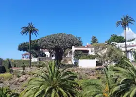 Drago de Icod de los Vinos