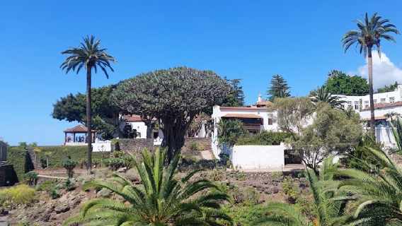 Drago de Icod de los Vinos