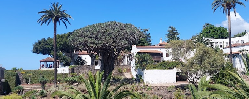 Drago de Icod de los Vinos