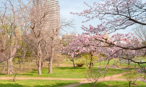 Nakajima Park