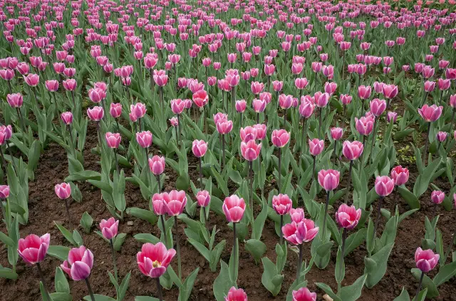 Tulip Viewing in Sichuan