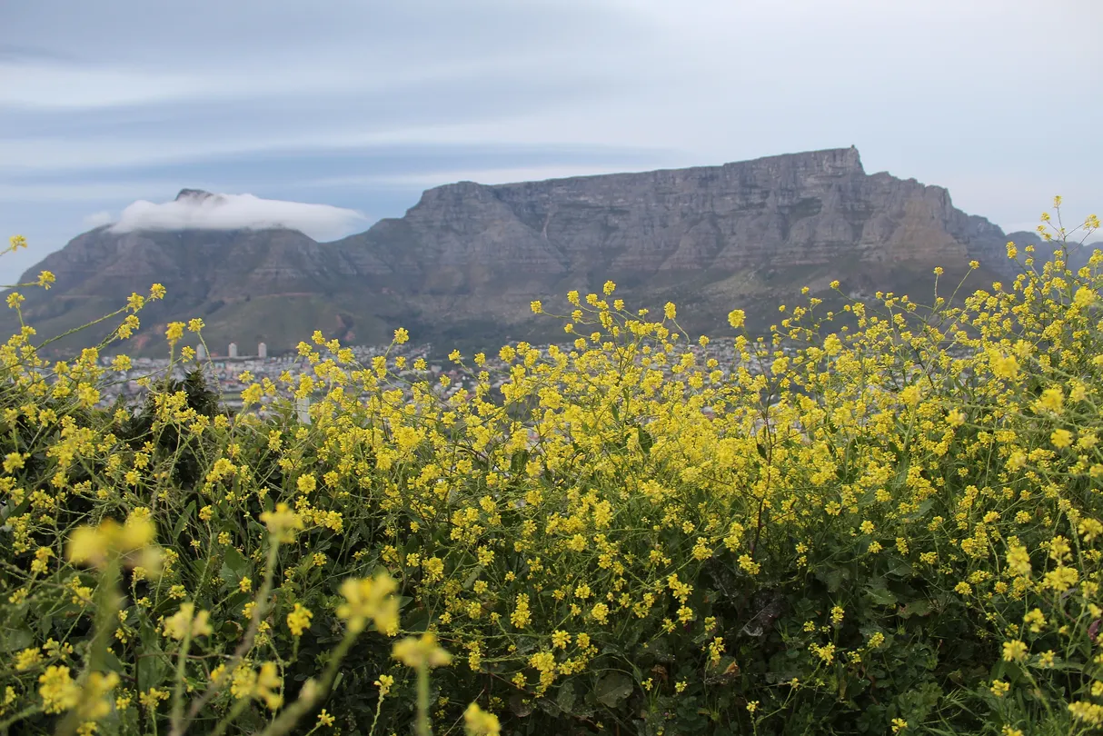 5_Table Mountain