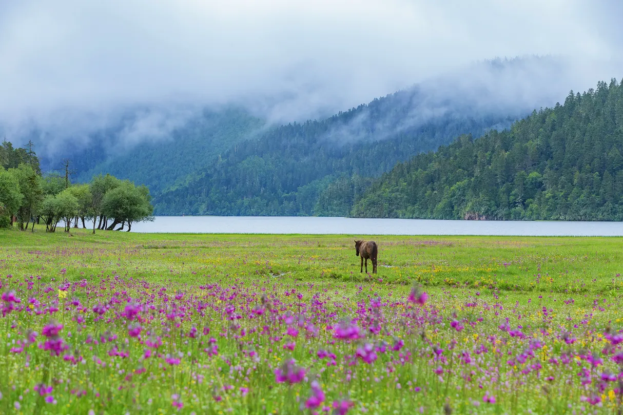雲南氣溫 - 普達措國家公園