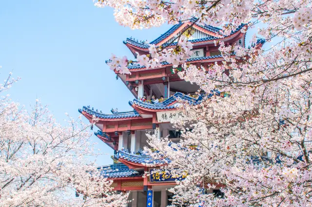 Cherry Blossom Viewing in Wuxi