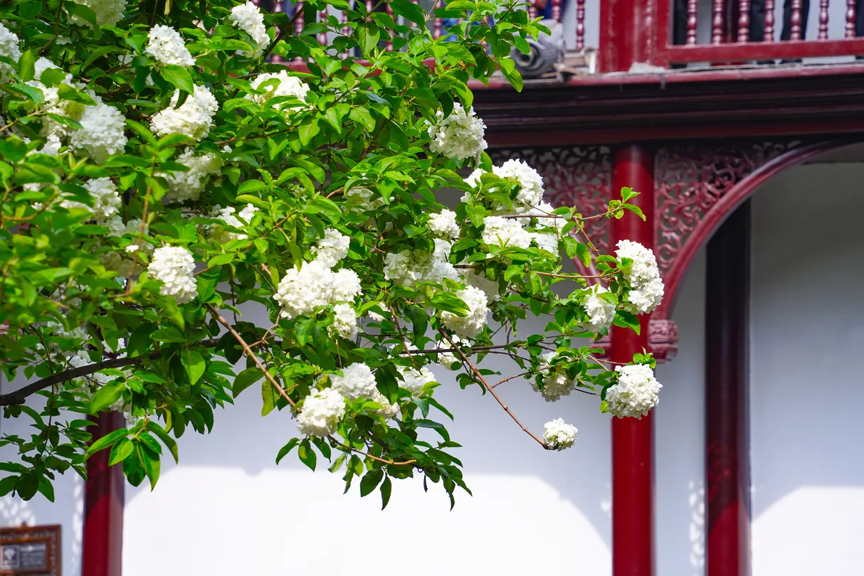 3_He Garden