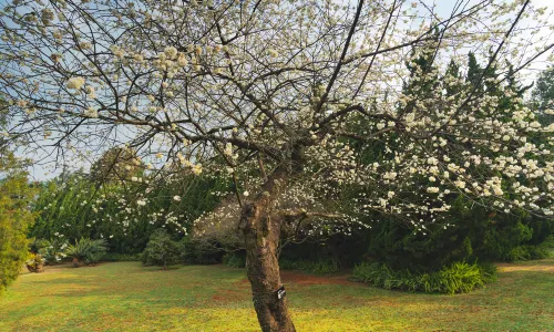 สวนพฤกษศาสตร์คุนหมิง