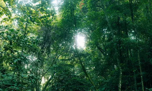 Liangfengjiang National Forest Park