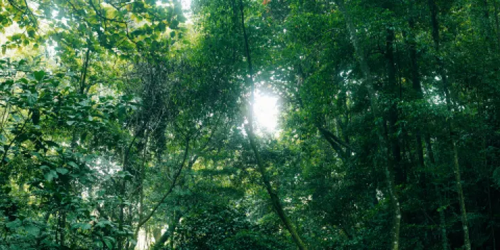 良鳳江國家森林公園