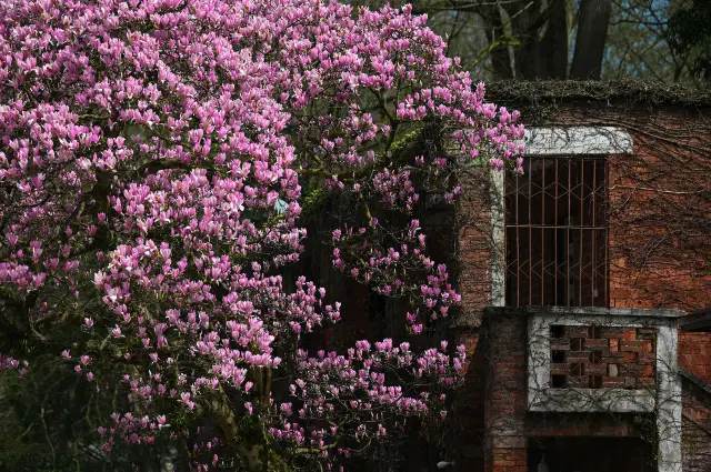 Magnolia Viewing in Guiyang