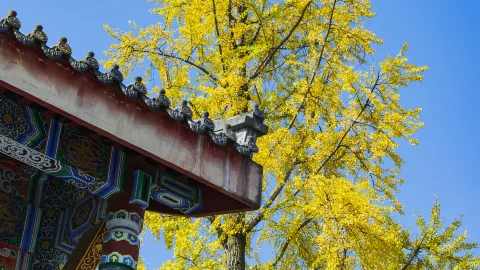 Dafochan Temple attraction in Leshan