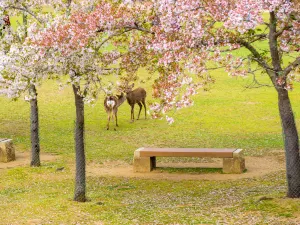 Parco di Nara
