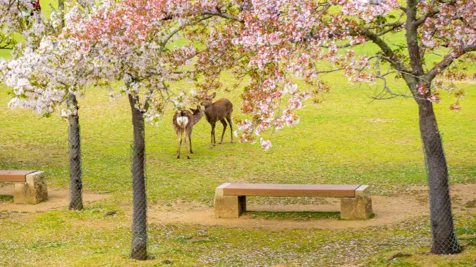 2_奈良公園