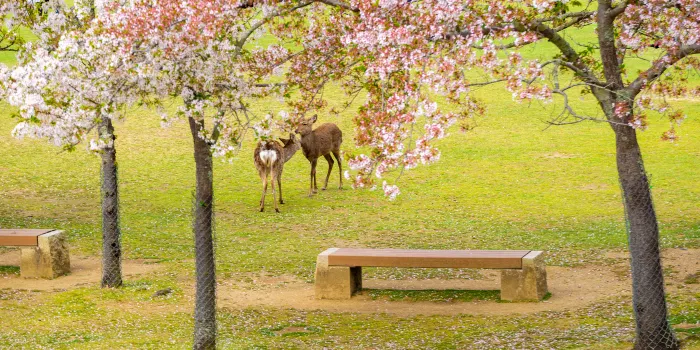 Parco di Nara image 1
