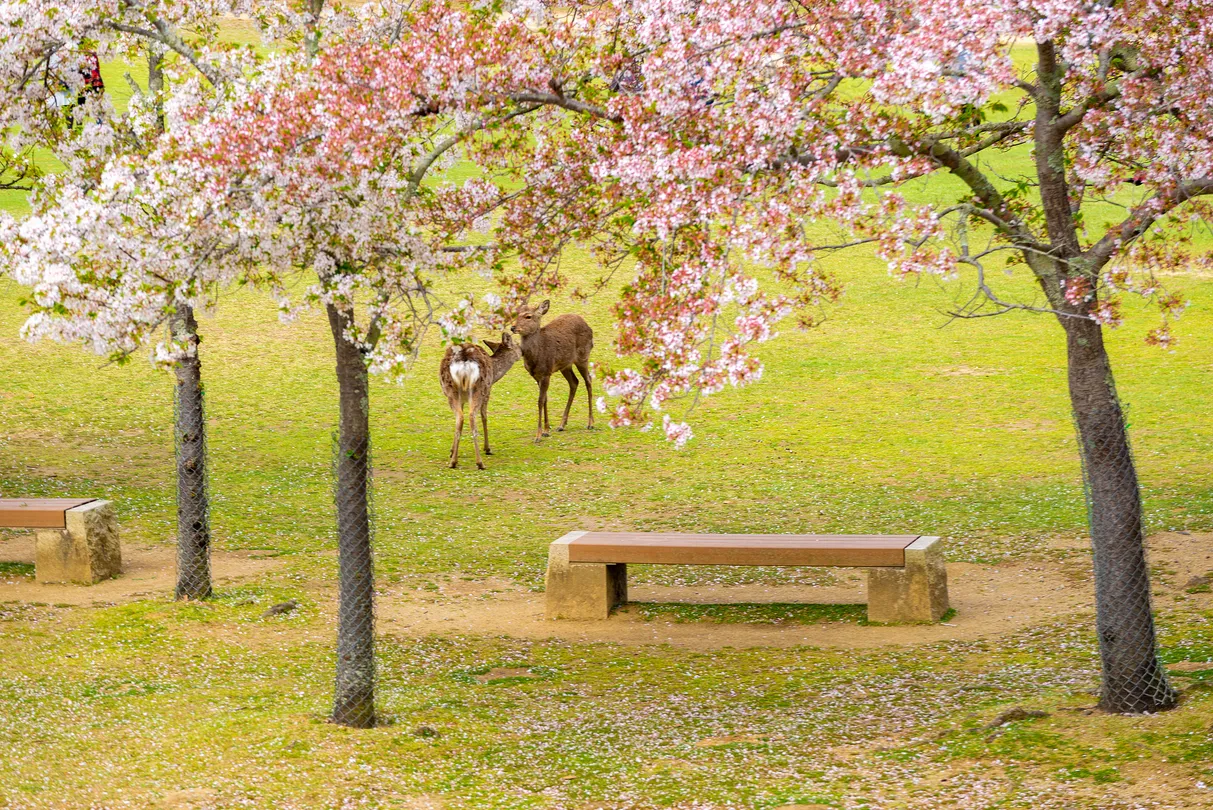 2_奈良公園