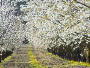 Provence