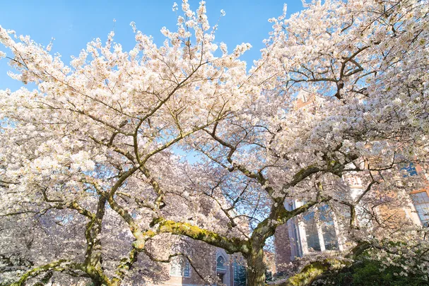 5_University of Washington