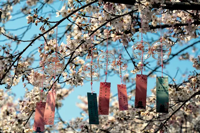Cherry Blossom Viewing in Wuxi