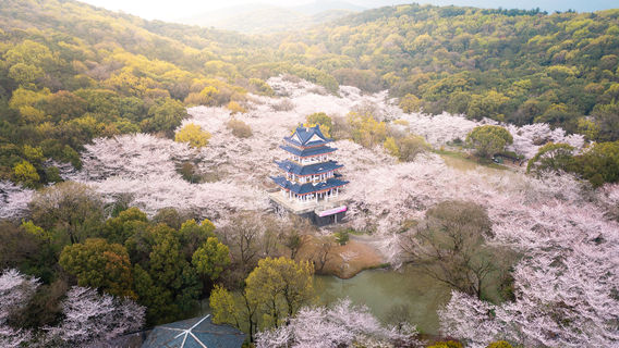 Cherry Blossom Viewing in Wuxi