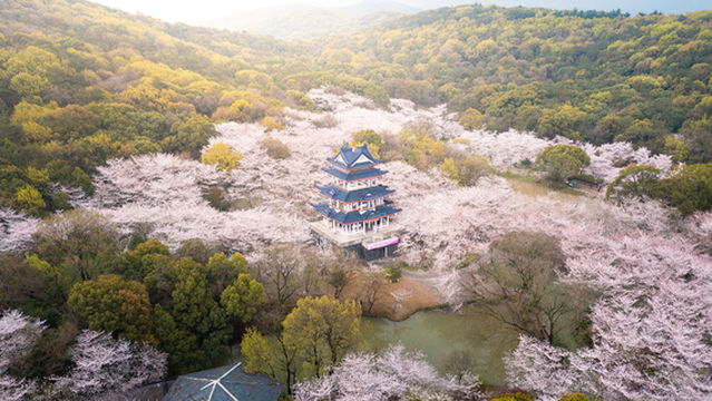 Cherry Blossom Viewing in Wuxi
