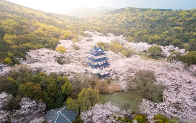 Cherry Blossom Viewing in Wuxi