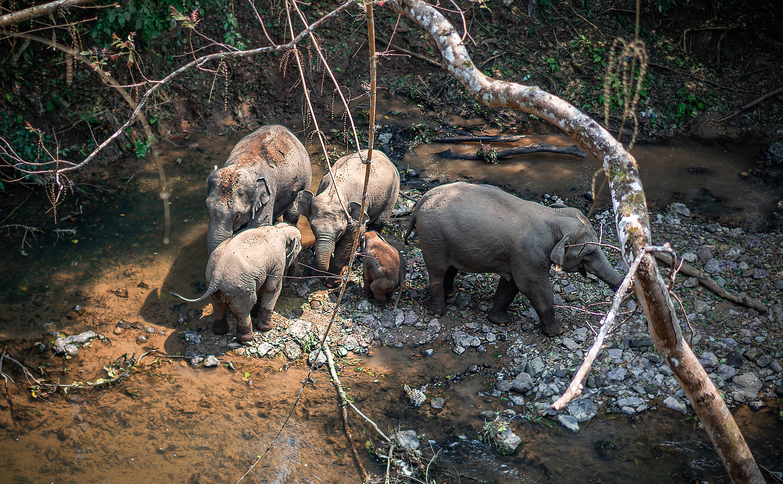 7. Discover the Serenity of Wild Elephant Valley